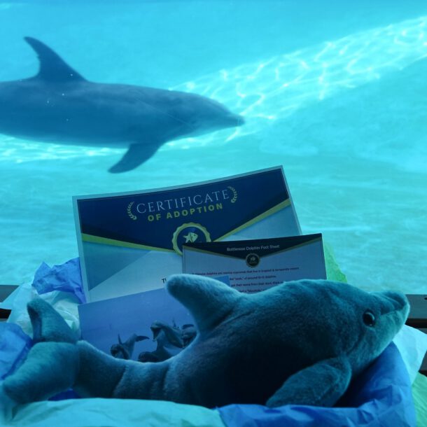 A stuffed toy dolphin, a certificate of adoption, and informational papers rest on a bench, with a real dolphin swimming in a pool in the background.