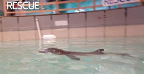 Image of Dolphin Calf Rehabilitated by the Texas State Aquarium Wildlife Rescue Center Deemed Non-Releasable