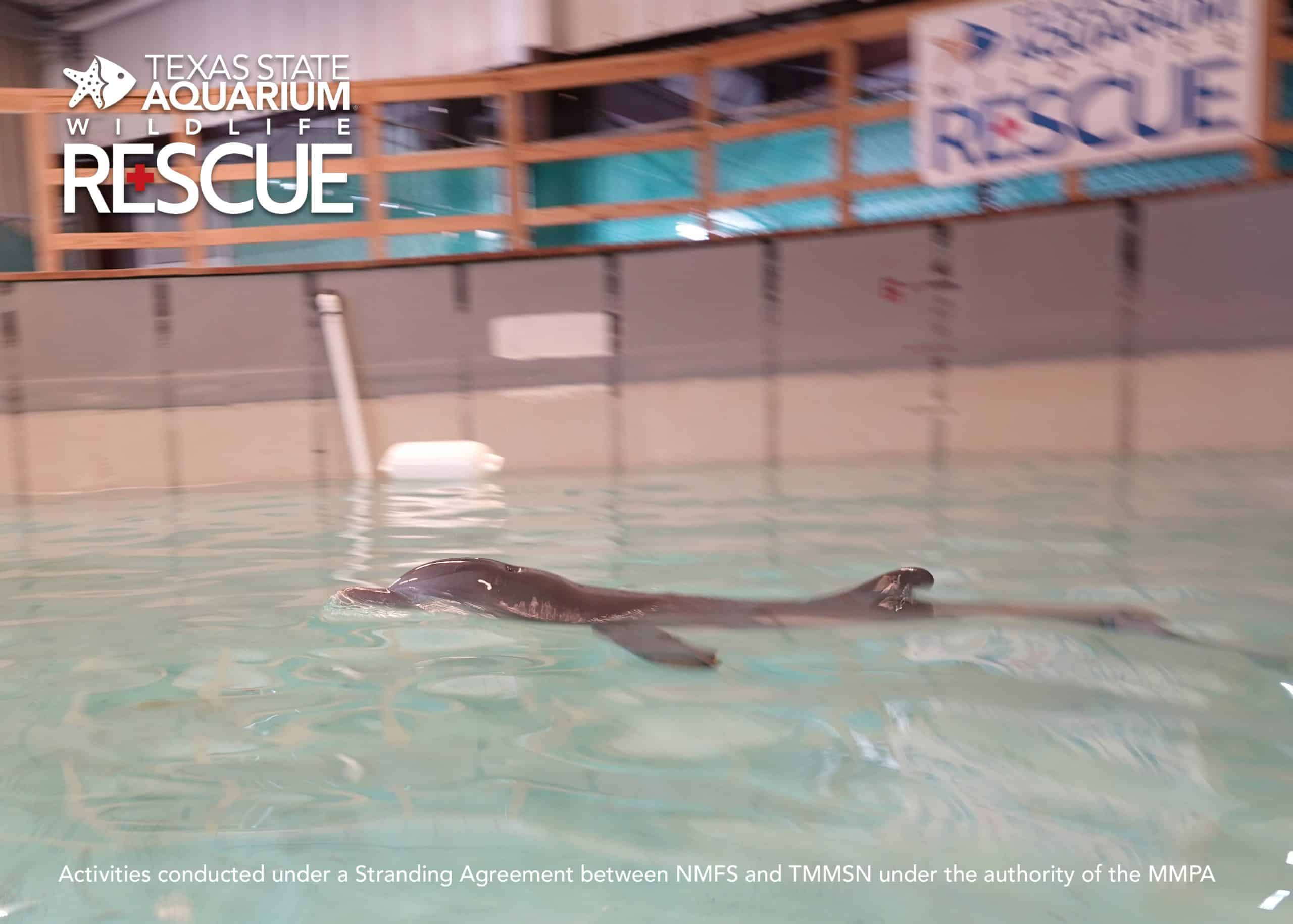 Image of Dolphin Calf Rehabilitated by the Texas State Aquarium Wildlife Rescue Center Deemed Non-Releasable