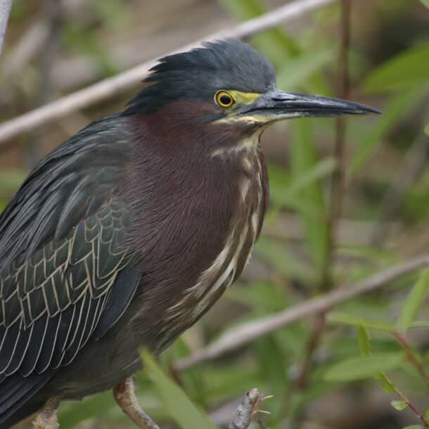 Green Heron