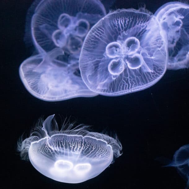 Transparent jellyfish in a Texas State Aquarium exhibit.