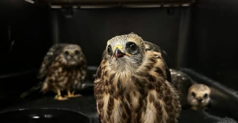 Image of Texas State Aquarium’s Center for Wildlife Rescue Admits Eight Hurricane-Evacuated Birds From Houston