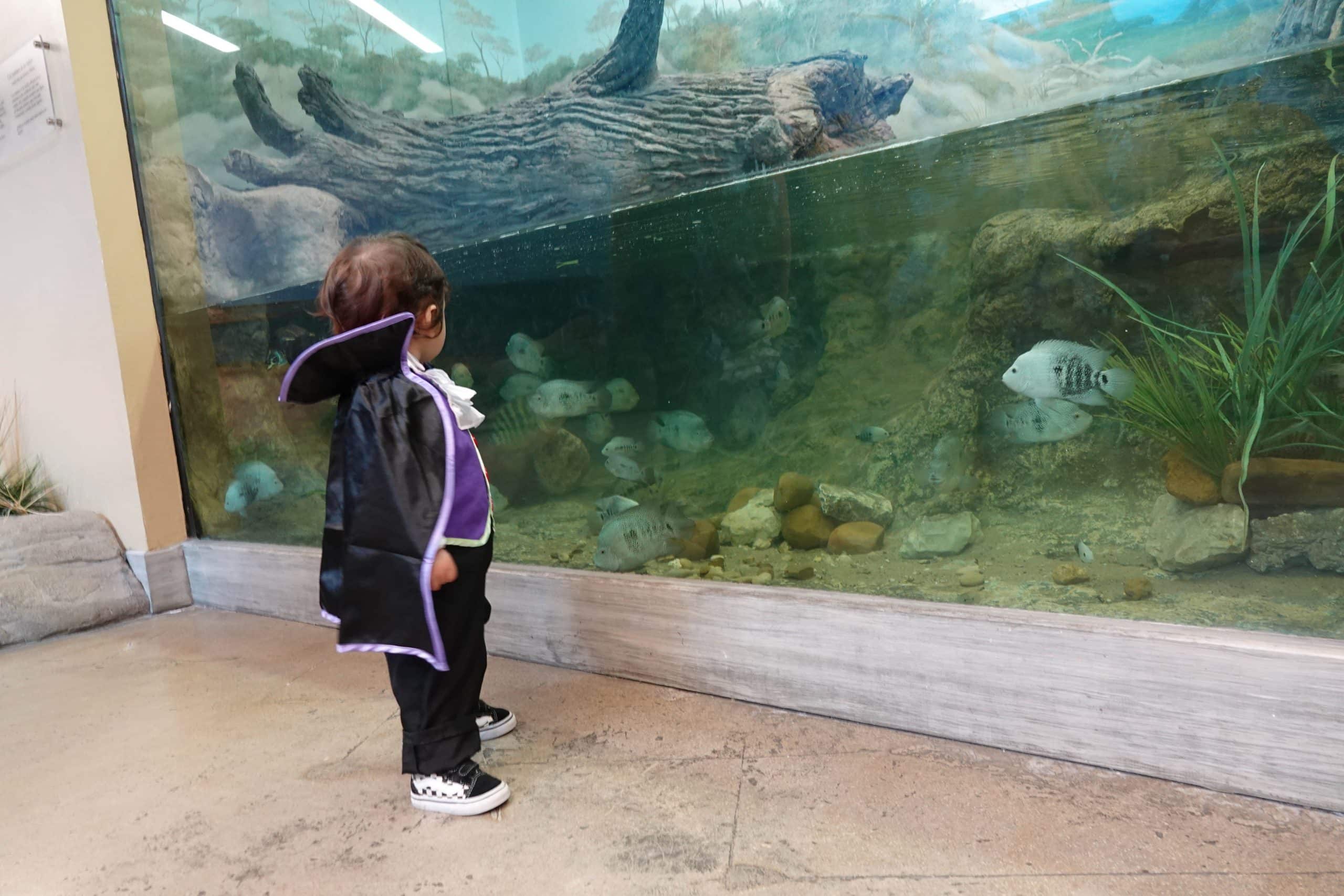 A small child dressed in a black cape and costume stands in front of a large aquarium, watching fish swim inside the tank decorated with rocks, plants, and a log.