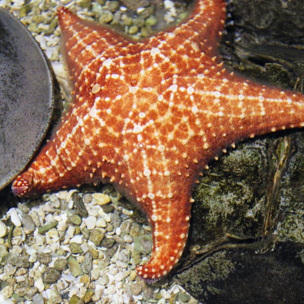 Common Sea Star
