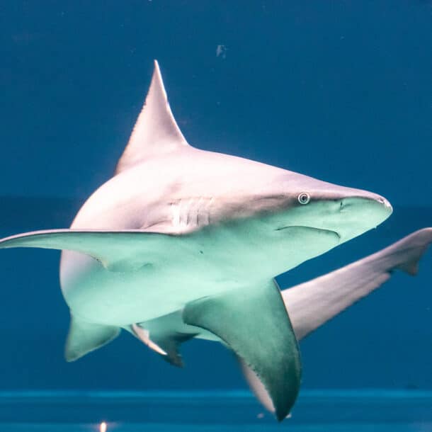 Sandbar shark swimming in a Texas State Aquarium exhibit