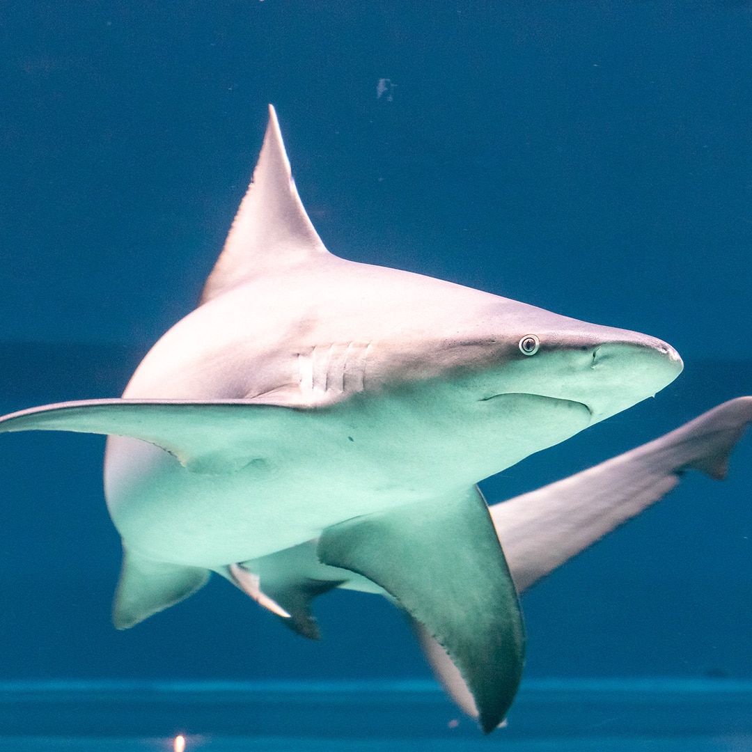 Texas State Aquarium