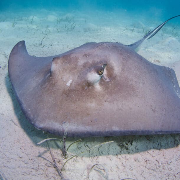 Southern Stingray