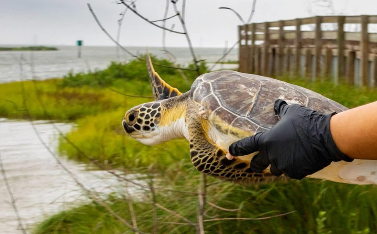 Person holding sea turtle