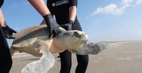 Image of Large Kemp’s Ridley Sea Turtle Released After  Recovering from Apparent Shark Attack