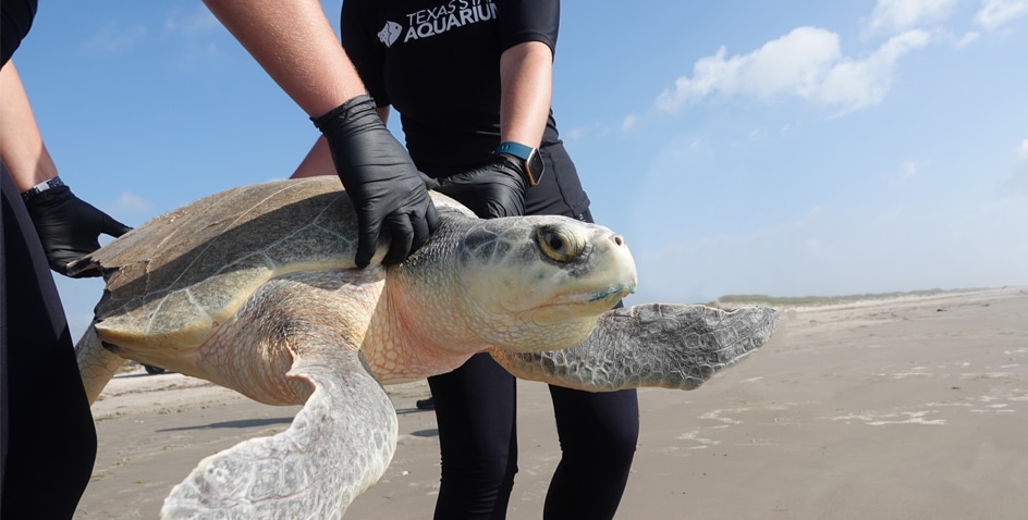 Image of Large Kemp’s Ridley Sea Turtle Released After  Recovering from Apparent Shark Attack