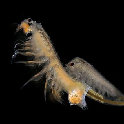 Brine Shrimp