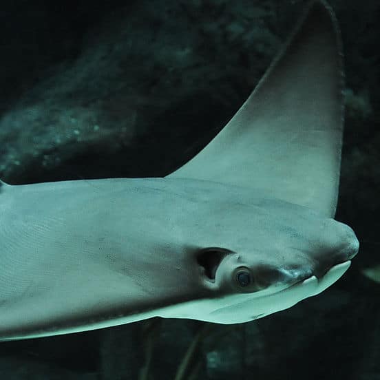 Cownose Ray