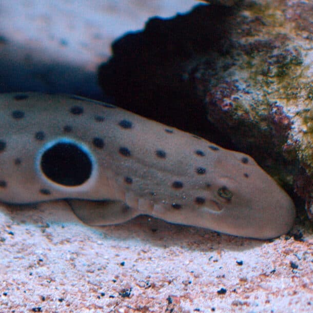 Epaulette Shark