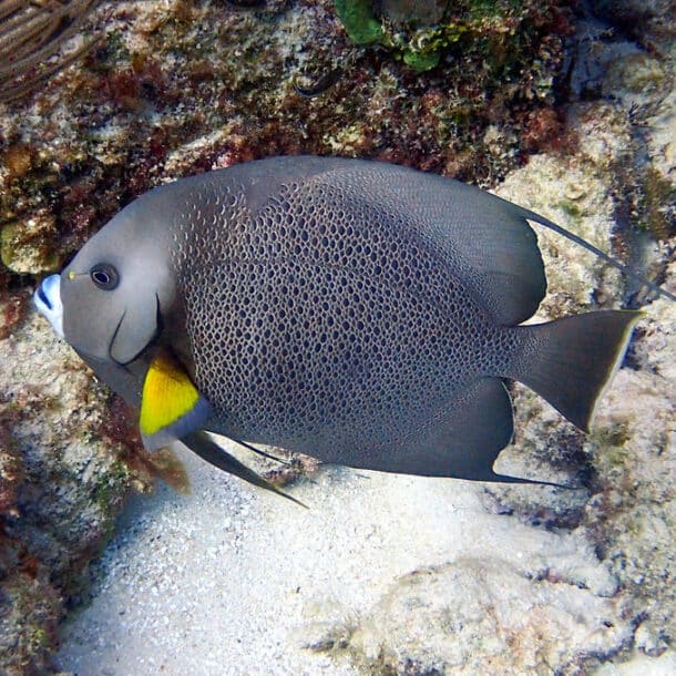 Gray Angelfish