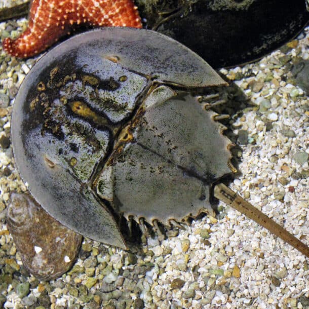 Horseshoe Crab