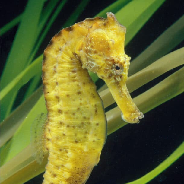 Lined Seahorse