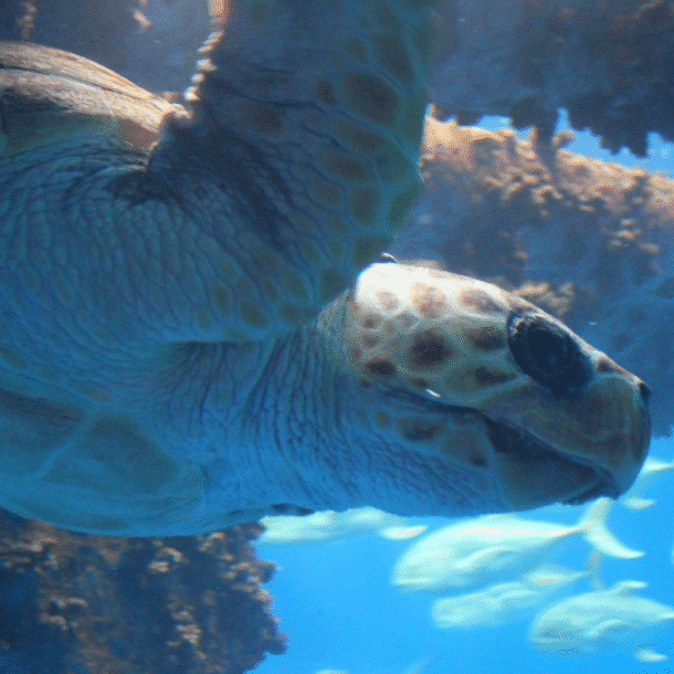 Loggerhead Sea Turtle