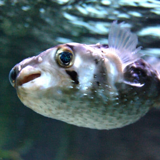 Porcupinefish