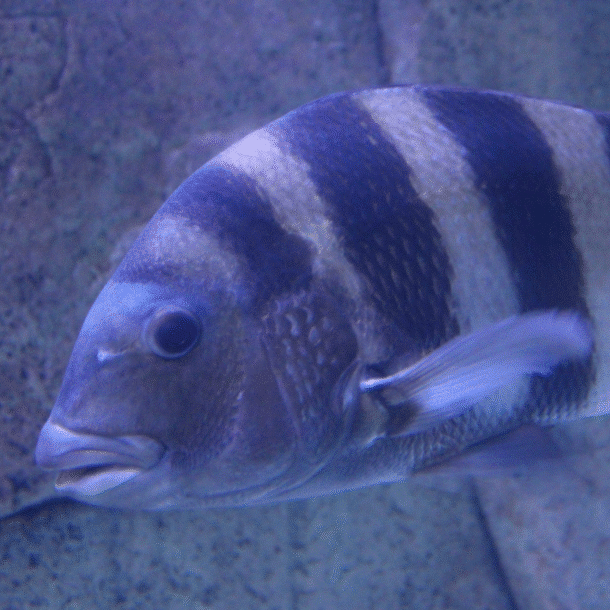 Sheepshead