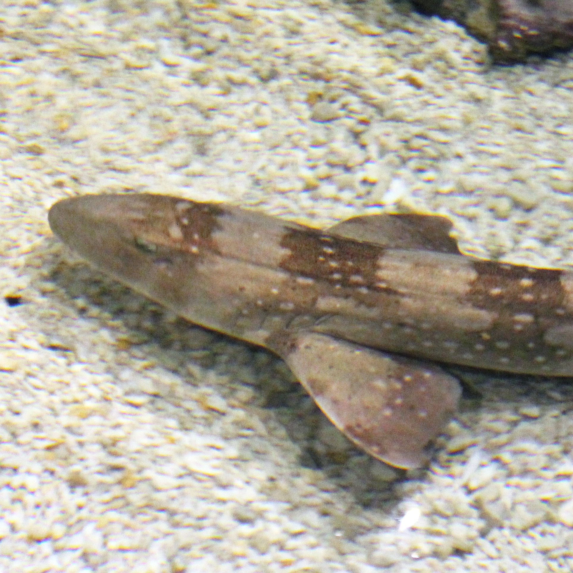 White Spotted Bamboo Shark