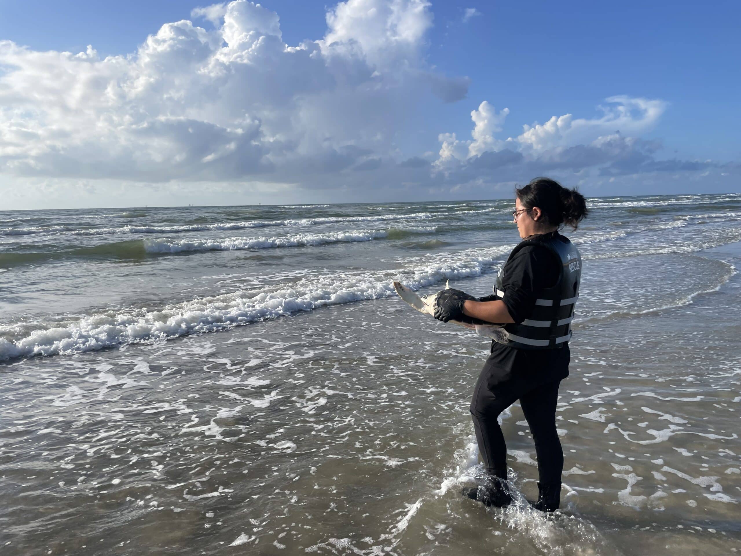 Green Sea turtle release