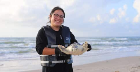 Image of After 8-Month Battle with Pneumonia, Critically Endangered Kemp’s Ridley Sea Turtle Released by Texas State Aquarium