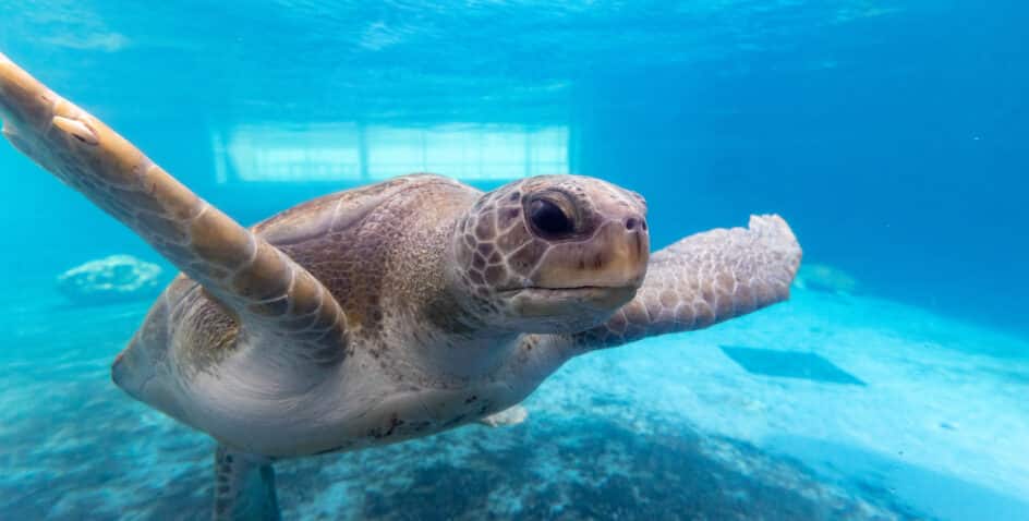 A sea turtle swims underwater in a clear blue tank, extending its front flippers outward. Sunlight filters through the water, illuminating its shell and the sandy bottom below.