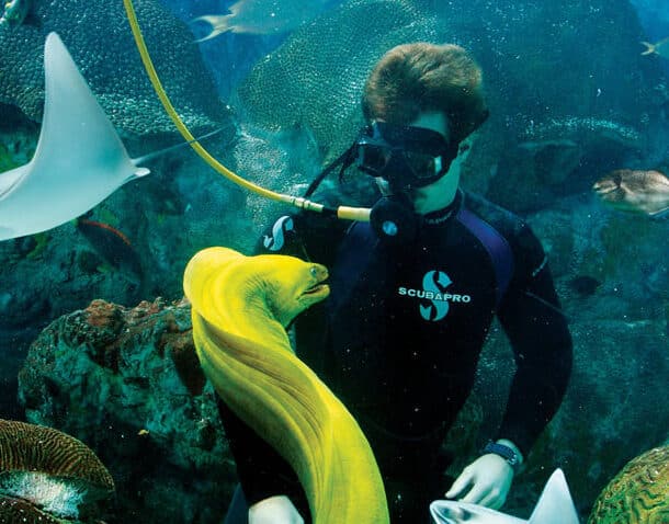 A man in a scuba diving suit and mask holding a yellow eel.