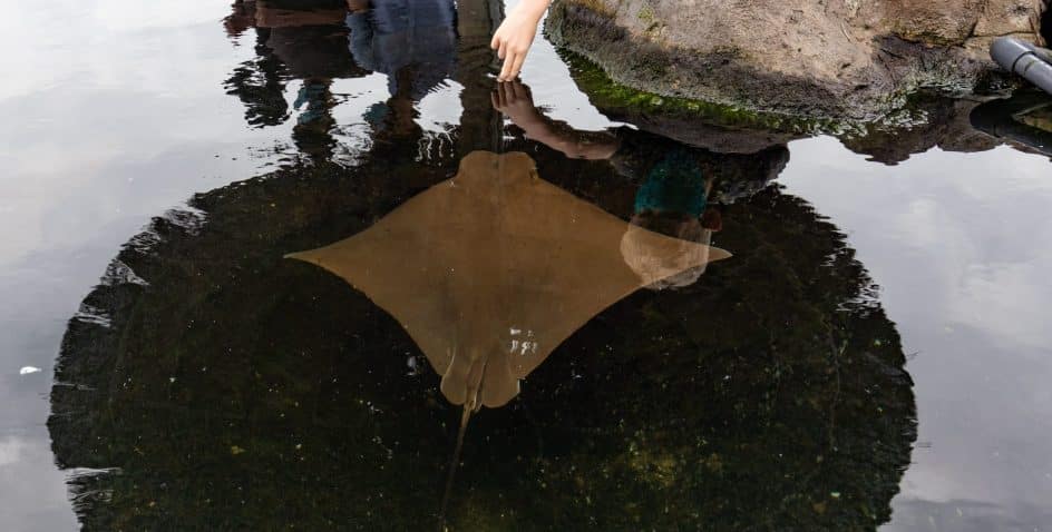 A person reaches out to touch a brown stingray swimming near the surface of a shallow, rocky pool, while others observe nearby.