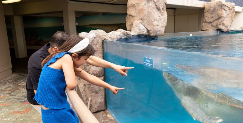 A man and a girl in blue lean over a railing, both pointing excitedly at a large sea turtle swimming in a clear aquarium tank at an indoor exhibit. Rocks and informational signs are visible around the tank.