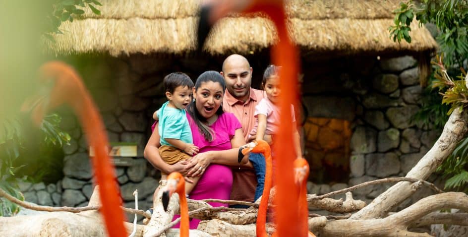 A family of four, with two young children, excitedly watches flamingos through a barrier of branches at a zoo, with thatched and stone structures in the background.