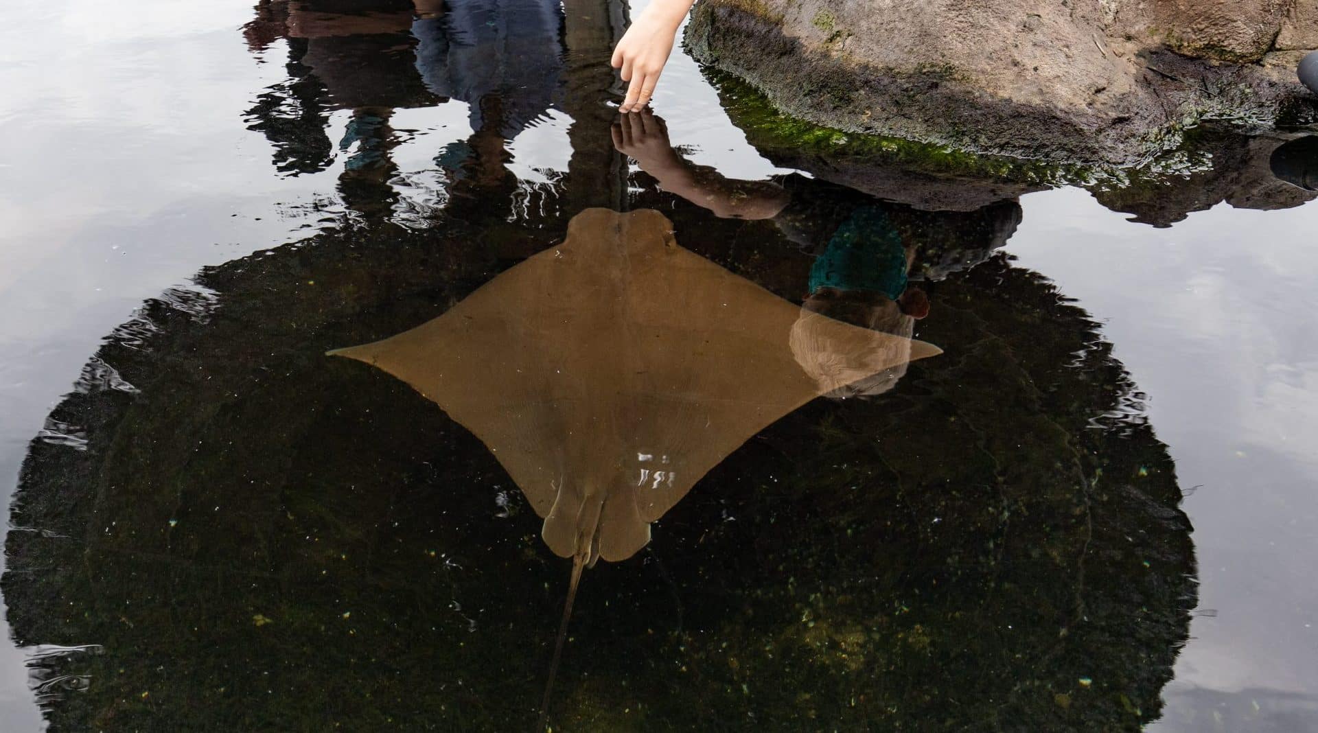 A person touches a brown stingray gliding in shallow water by a rocky edge, with reflections of people visible on the waters surface.