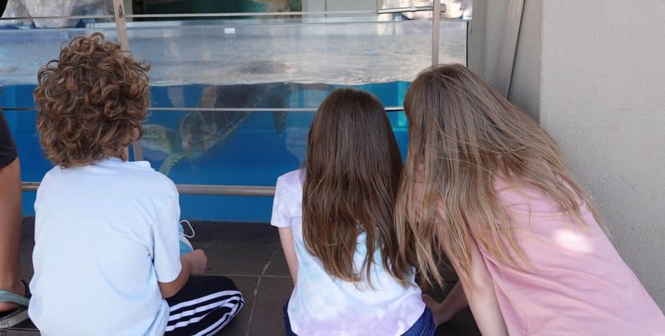 Three children with long hair sit and watch a sea turtle swimming in a tank at an aquarium. The children are seen from behind, focusing on the animal through a glass barrier.
