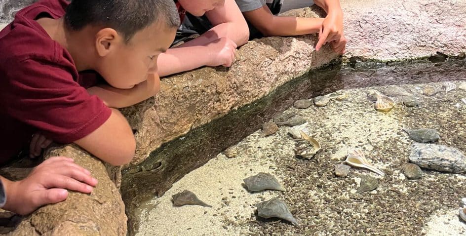 Three children lean over a rocky edge, closely observing small marine animals, like stingrays and shells, in a shallow touch tank at an aquarium or museum.