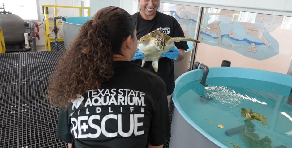 Two people wearing Texas State Aquarium Wildlife Rescue shirts care for a sea turtle beside a large indoor tank; one person gently holds the turtle above the water, while another stands nearby.