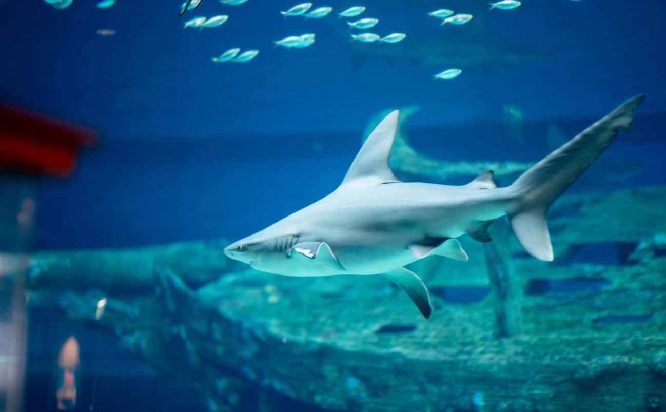 Shark swimming at the Texas State Aquarium