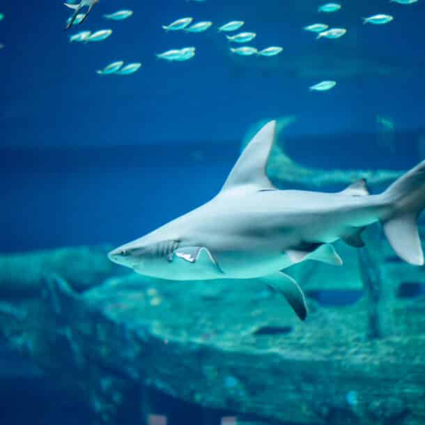 Shark swimming at the Texas State Aquarium