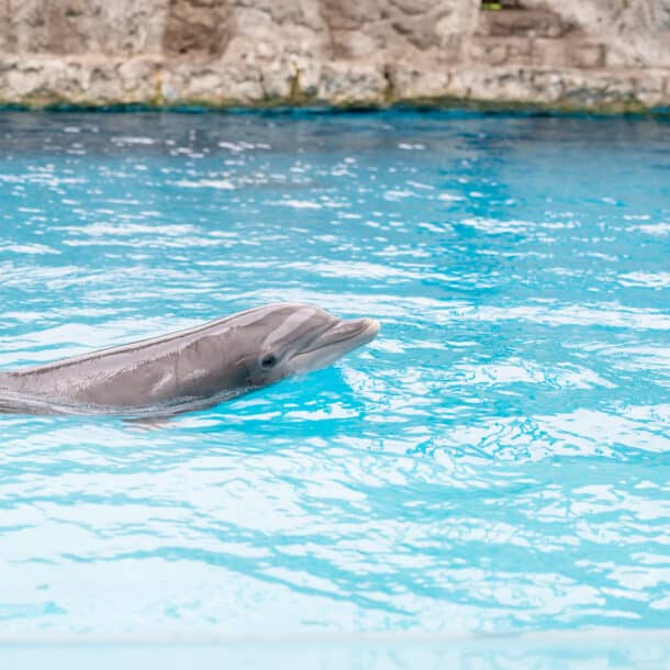 Dolphin swimming at the Texas State Aquarium