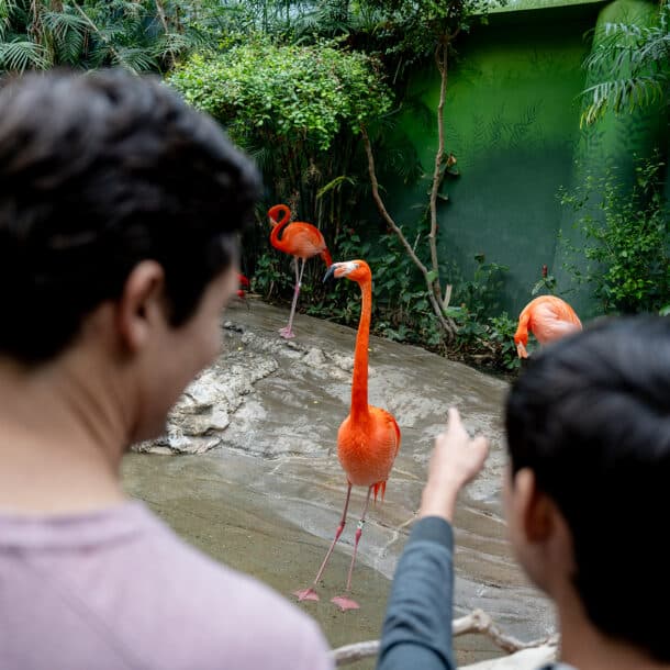 Family looking at Flamingo