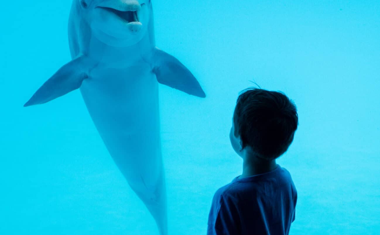 A young boy stands in front of an aquarium window, looking at a dolphin swimming upright in the blue water, both appearing to observe each other closely.