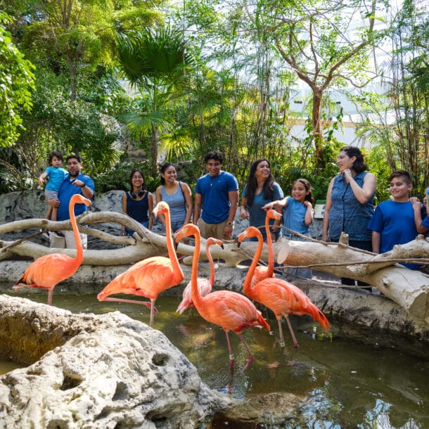 Crowd watching flamingos at the Texas State Aquarium
