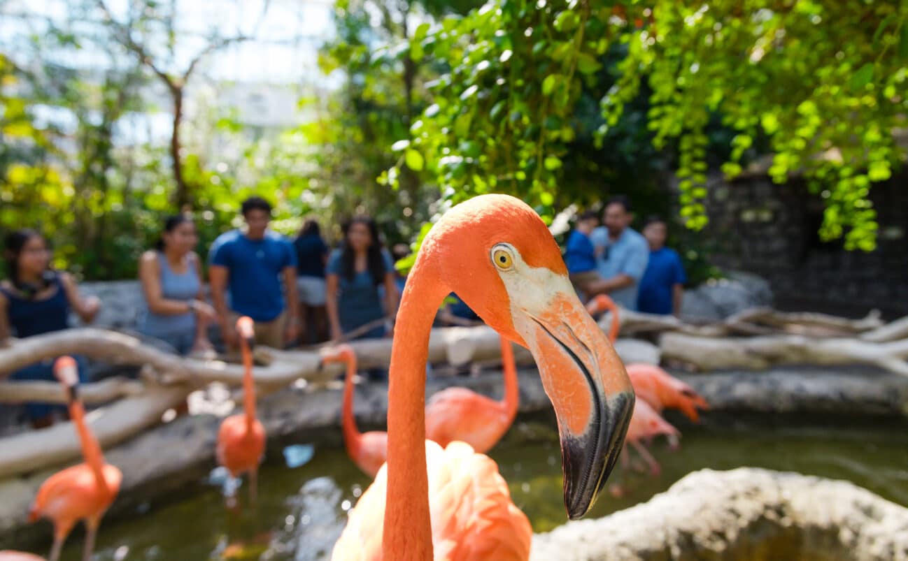A group of flamingos in a zoo exhibit.