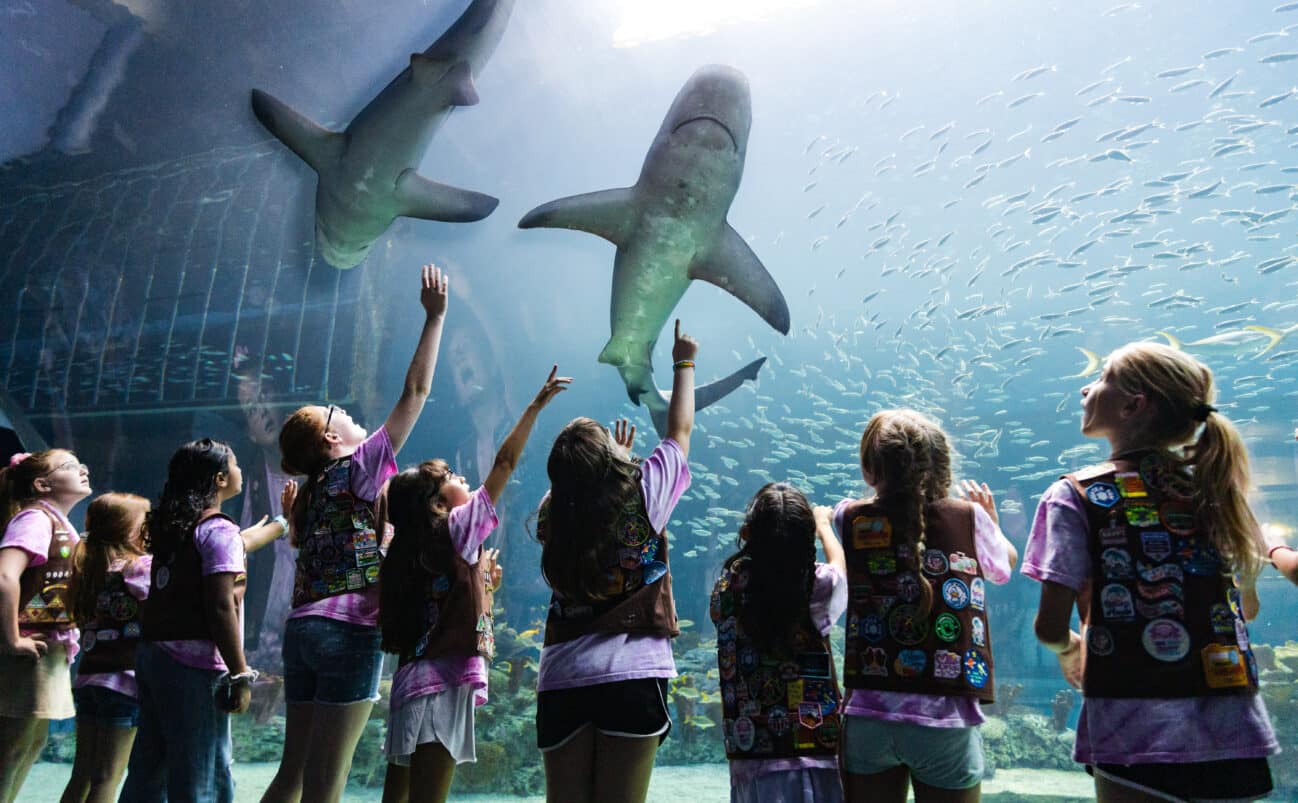A group of children in matching vests stand inside an aquarium tunnel, reaching up and looking at two large sharks swimming overhead, with many small fish in the background.