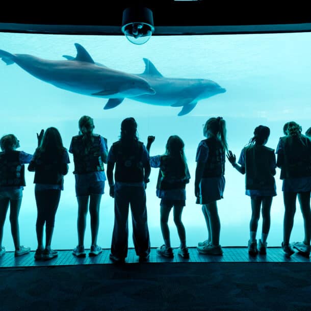 A group of children in uniform stand in silhouette, watching two dolphins swim behind the glass of a large aquarium tank.