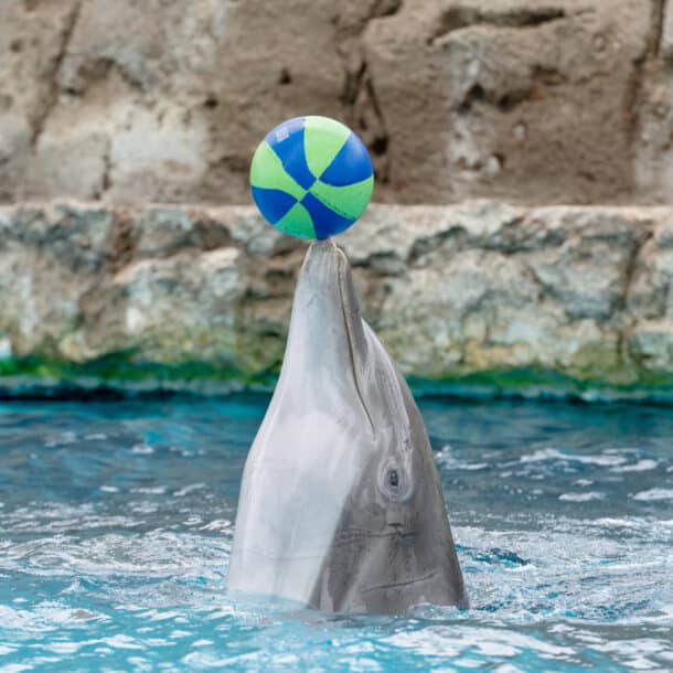 A dolphin balances a green and blue beach ball on its nose while partly submerged in a pool, with a rocky wall in the background.