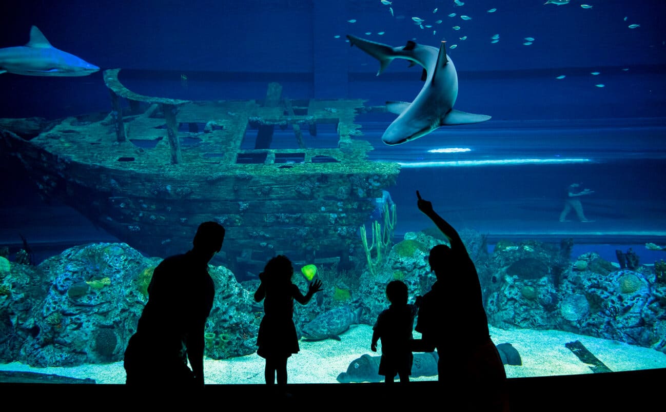 Family looking at Sandbar Sharks at the Texas State Aquarium