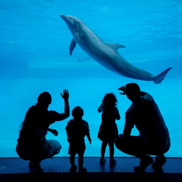 Silhouettes of two adults and two children watch and wave at a dolphin swimming underwater in a large aquarium tank. The dolphin glides gracefully above them in the blue-lit water.