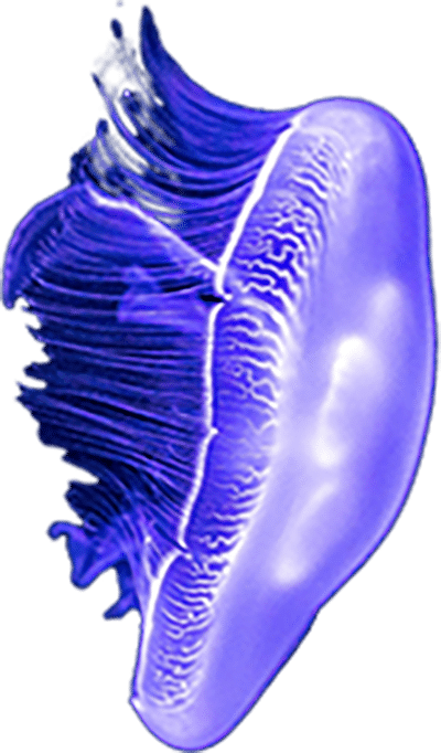 A translucent, glowing purple jellyfish with delicate, wavy tentacles extending downward and a rounded, umbrella-shaped body, shown on a plain, light background.