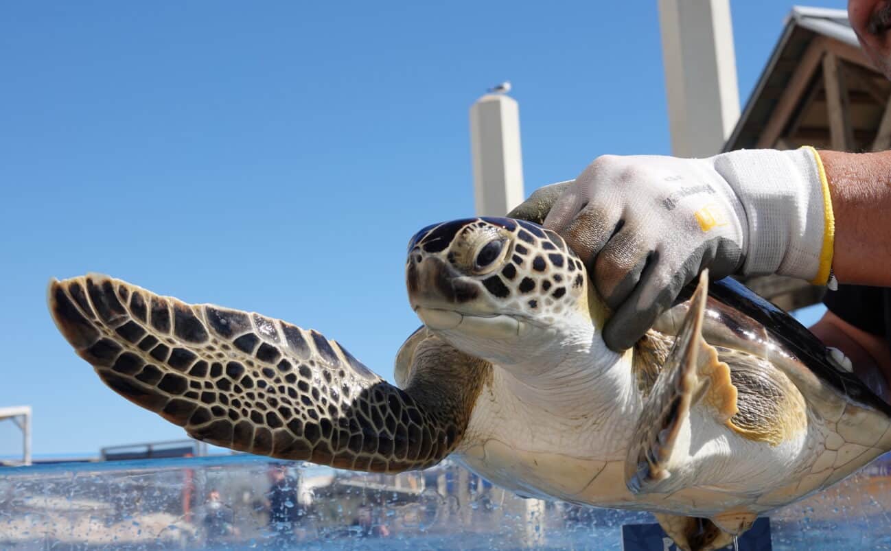 A person wearing gloves holds a sea turtle above a clear tank, with the turtle extending its flipper. Blue sky and part of a building are visible in the background.