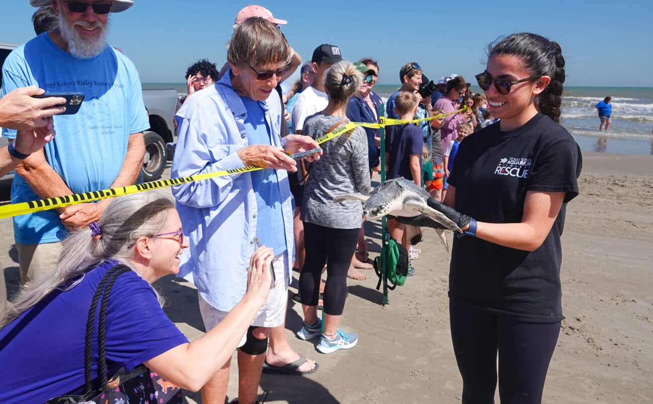 A woman wearing gloves and a “Rescue” shirt holds a sea turtle on a beach, smiling at a crowd of onlookers taking photos behind yellow caution tape on a sunny day.